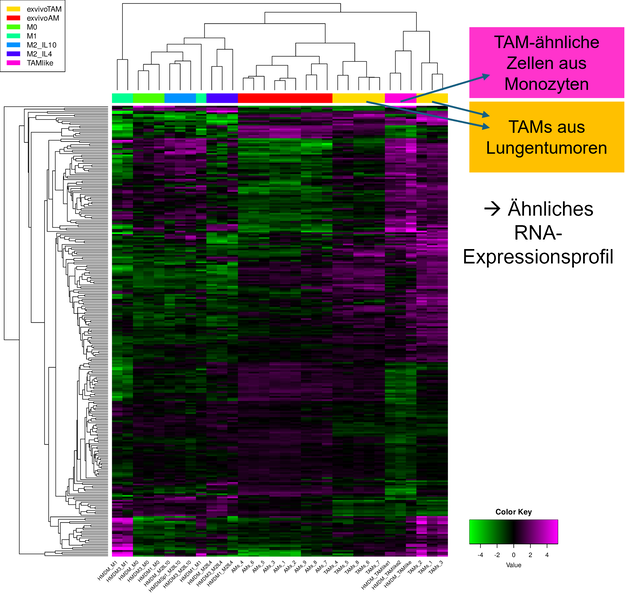 In vitro-Generierung von Tumor-assoziierten Makrophagen (TAMs) aus menschlichen Monozyten