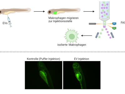 Charakterisierung der Toxizität und immunmodulierenden Wirkungen von extrazellulären Vesikeln in Zebrafischembryonen